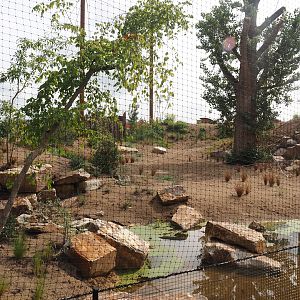 Umvikeli - New aviary for vultures, secretary birds and other African birds - View from outside, 2025-06-09