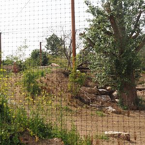 Umvikeli - New aviary for vultures, secretary birds and other African birds - View of aviary from outside, 2025-06-09