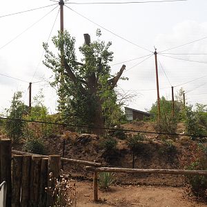 Umvikeli - New aviary for vultures, secretary birds and other African birds - View of aviary from outside, 2025-06-09