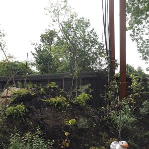 Umvikeli - New aviary for vultures, secretary birds and other African birds - Holding building, 2025-06-09