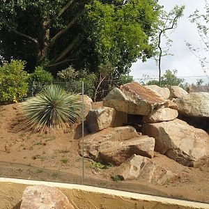 Meerkat exhibit next to the Umvikeli aviary, 2025-06-09