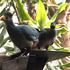 Great blue turaco (Corythaeola cristata) with chick, 2025-06-09