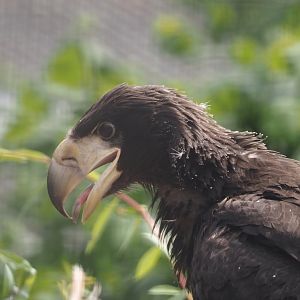 Steller's sea eagle (Haliaeetus pelagicus) chick, 2025-06-09