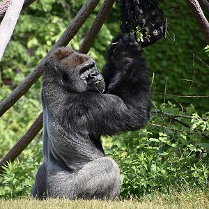Western Lowland Gorilla (Gorilla gorilla gorilla) male