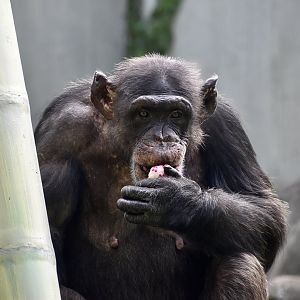 Chimpanzee (Pan troglodytes) female