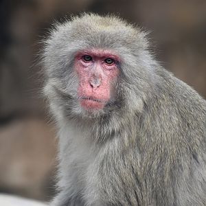 Japanese Macaque (Macaca fuscata)