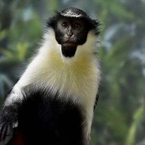 Diana Monkey (Cercopithecus diana)