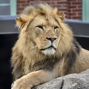 African Lion (Panthera leo melanochaita) male