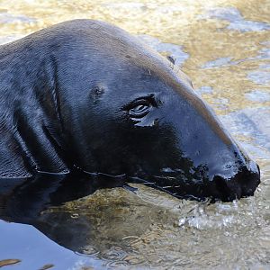 Atlantic Grey Seal (Halichoerus grypus atlantica) male