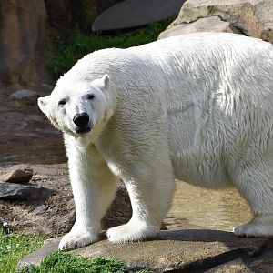 Polar Bear (Ursus maritimus)
