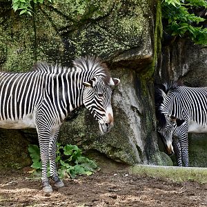 Grevy's Zebra (Equus grevyi)