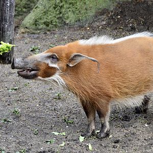 Red River Hog (Potamochoerus porcus) female