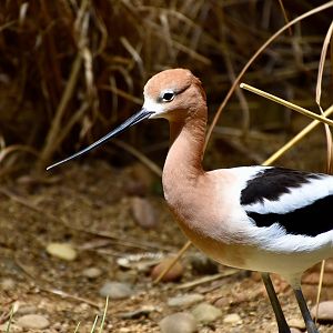 American Avocet (Recurvirostra americana) - breeding plumage