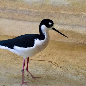Black-Necked Stilt (Himantopa mexicana)
