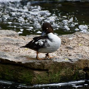 Barrow's Goldeneye (Bucephala islandica)
