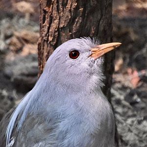 Kagu (Rhynochetos jubatus)