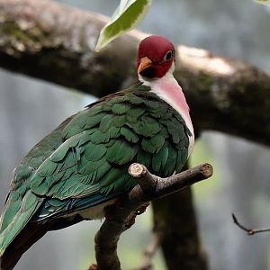 Jambu Fruit Dove (Ptilinopus jambu) male