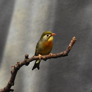 Red-Billed Leiothrix (Leiothrix lutea) male