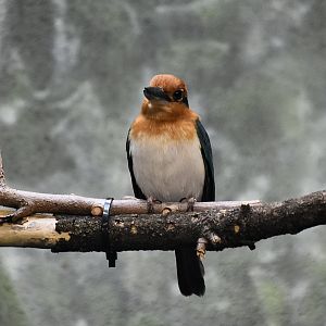 Guam Kingfisher (Todiramphus cinnamominus) female