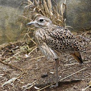 Spotted Thick-Knee (Burhinus capensis)