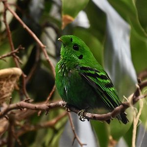 Green Broadbill (Calyptomena viridis) male