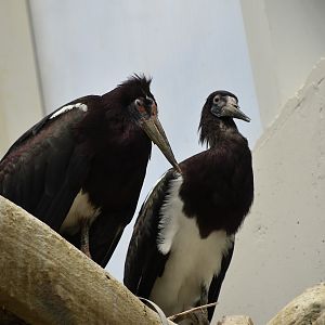 Abdim's Stork (Ciconia abdimii)