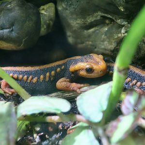Emperor Newt (Tylototriton shanjing)