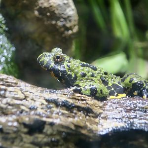 Oriental Fire-Bellied Toad (Bombina orientalis)