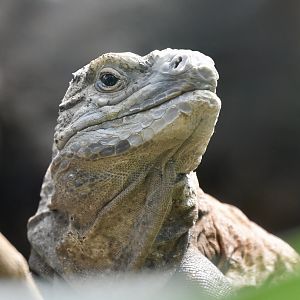 Jamaican Iguana (Cyclura collei)