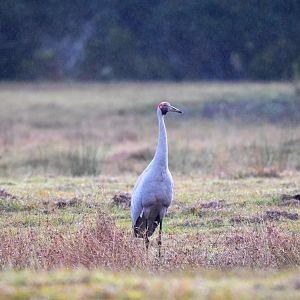 Brolga