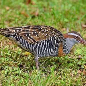 Buff-banded Rail