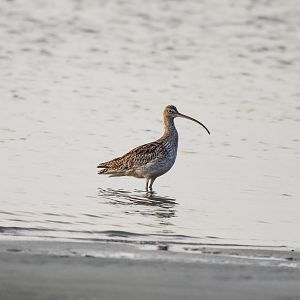 Far Eastern Curlew