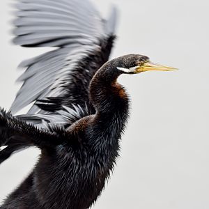 Australasian Darter