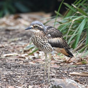 Bush Stone-Curlew