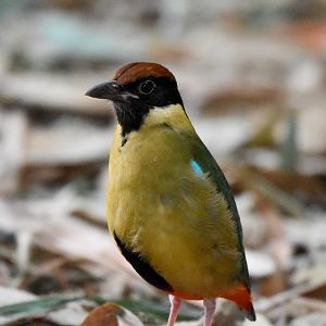 Noisy Pitta