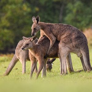 Eastern Grey Kangaroos