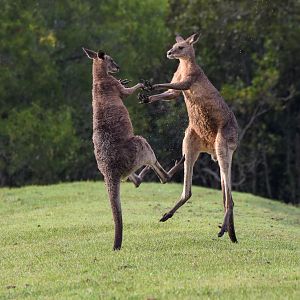Eastern Grey Kangaroos - boxing