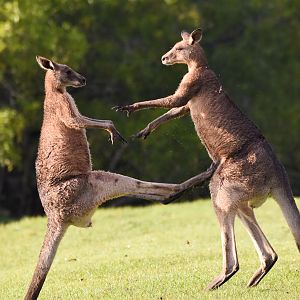 Eastern Grey Kangaroos - boxing