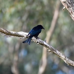 Spangled Drongo