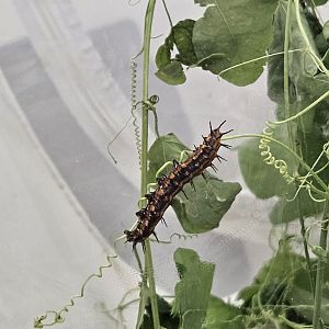 Gulf fritillary - larva