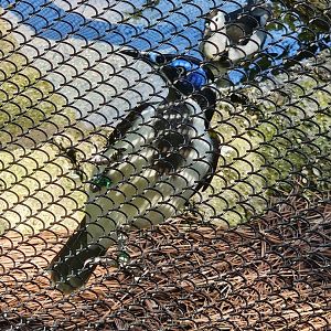 Blue-faced Honeyeater