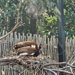 Madagascar ibis pair