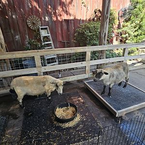Petting Corral sheep