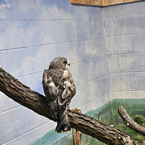 Swainson's hawk returns
