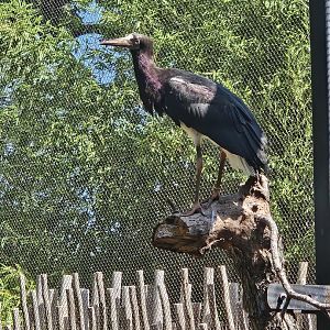 One of several Abdim's stork