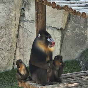 Mandrill family