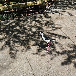 Black-necked stilt wanders