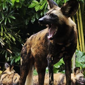 African Wild Dogs (Lycaon pictus)