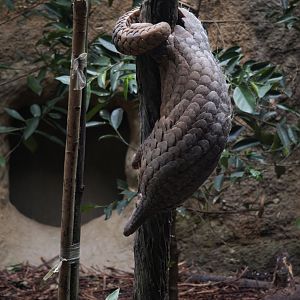 Sunda Pangolin (Manis Javanica)