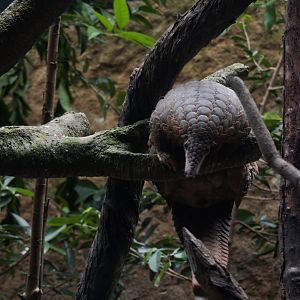 Sunda Pangolin (Manis Javanica)